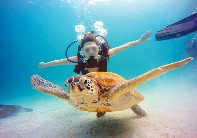 Swim with Jojo, the resident turtle of The Taaras